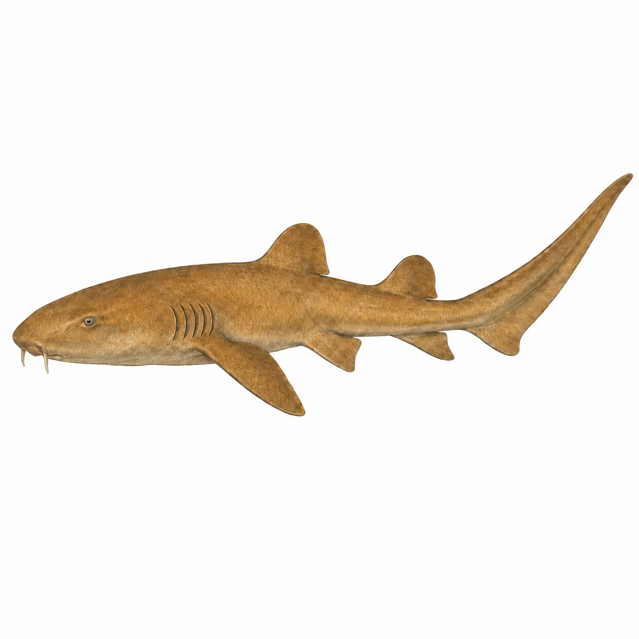 Atlantischer Ammenhai
