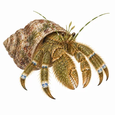 Pagurus hirsutiusculus