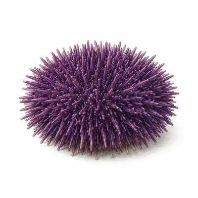 Strongylocentrotus purpuratus