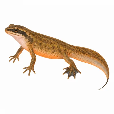 Palmate Newt