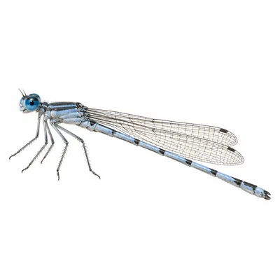 Argia moesta