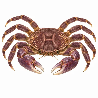 Hemigrapsus nudus