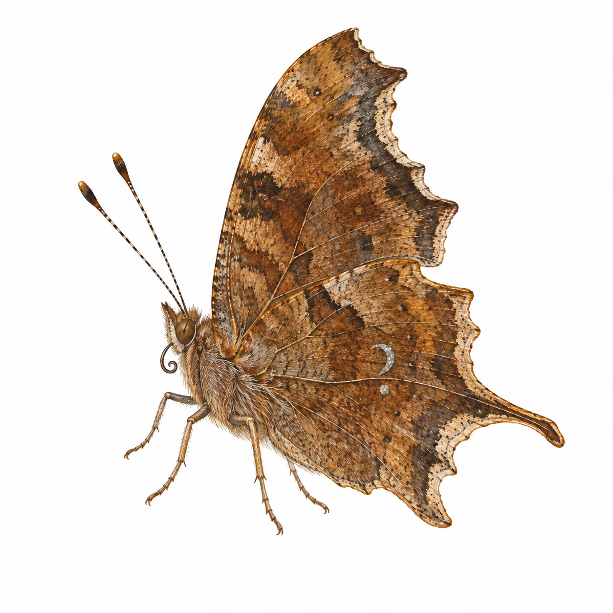 Question Mark Butterfly