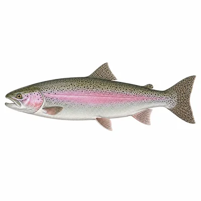 Regenbogenforelle