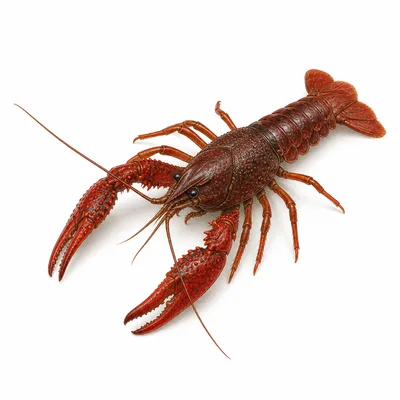 Red swamp crayfish