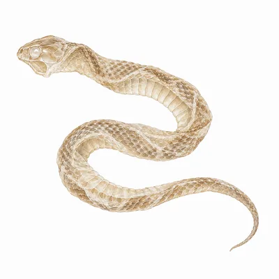 shed snakeskin
