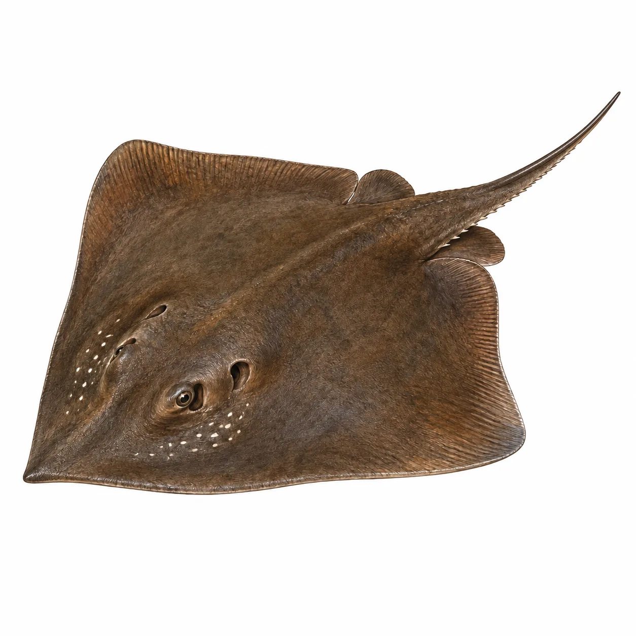 Short-tail Stingray