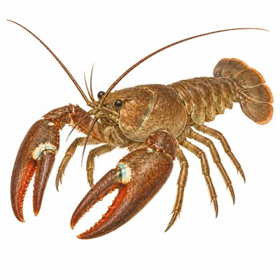 Pacifastacus leniusculus