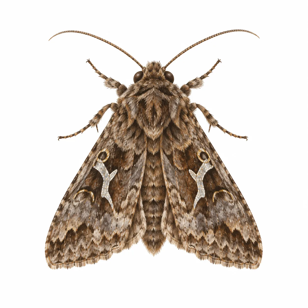 Silver Y Moth
