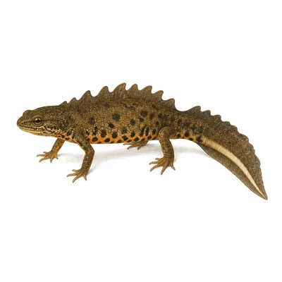 newt