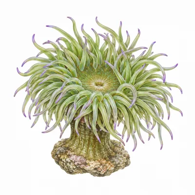 Anemonia viridis