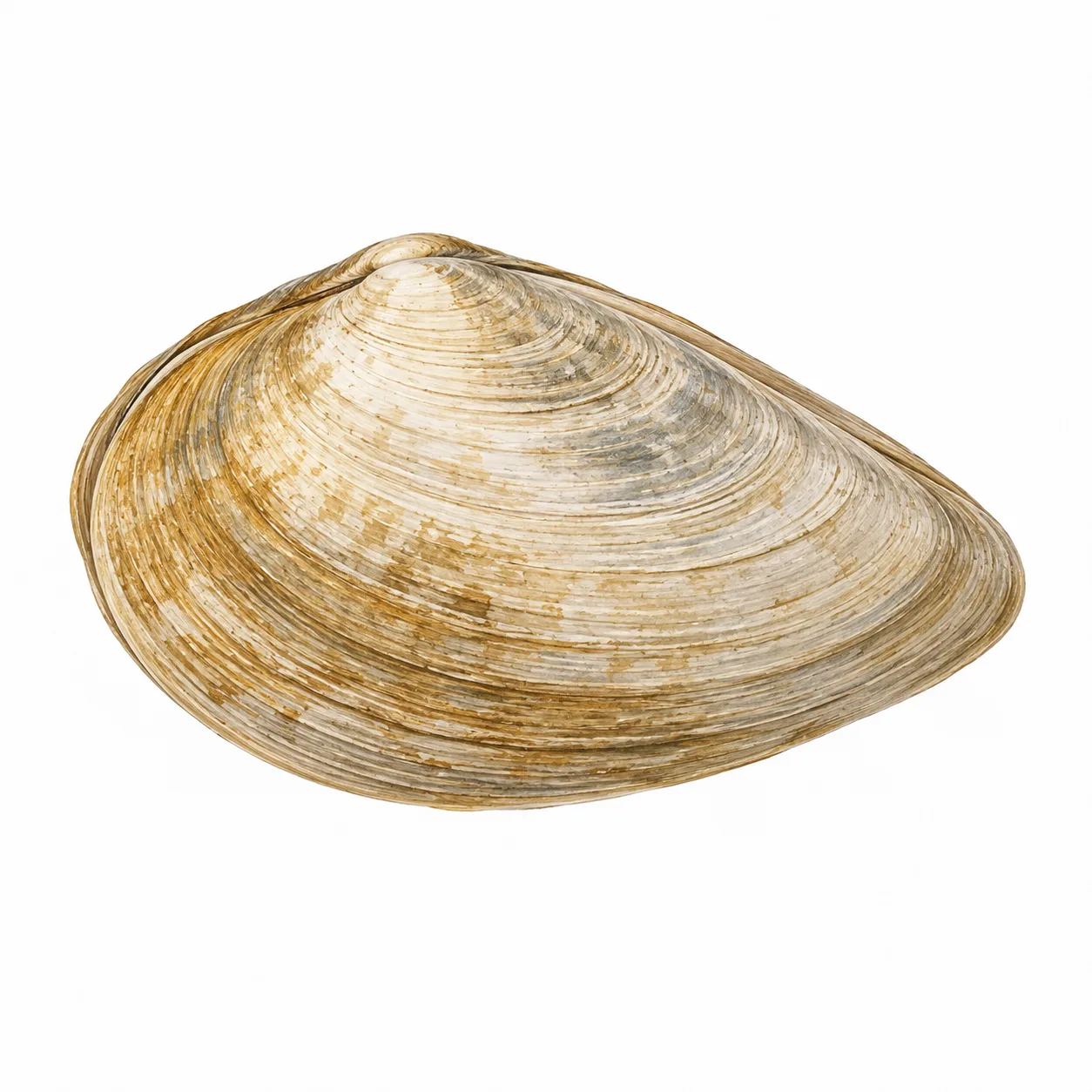 Soft-shelled Clam