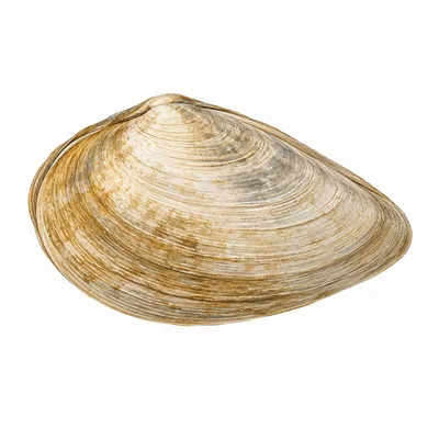Soft-shelled Clam