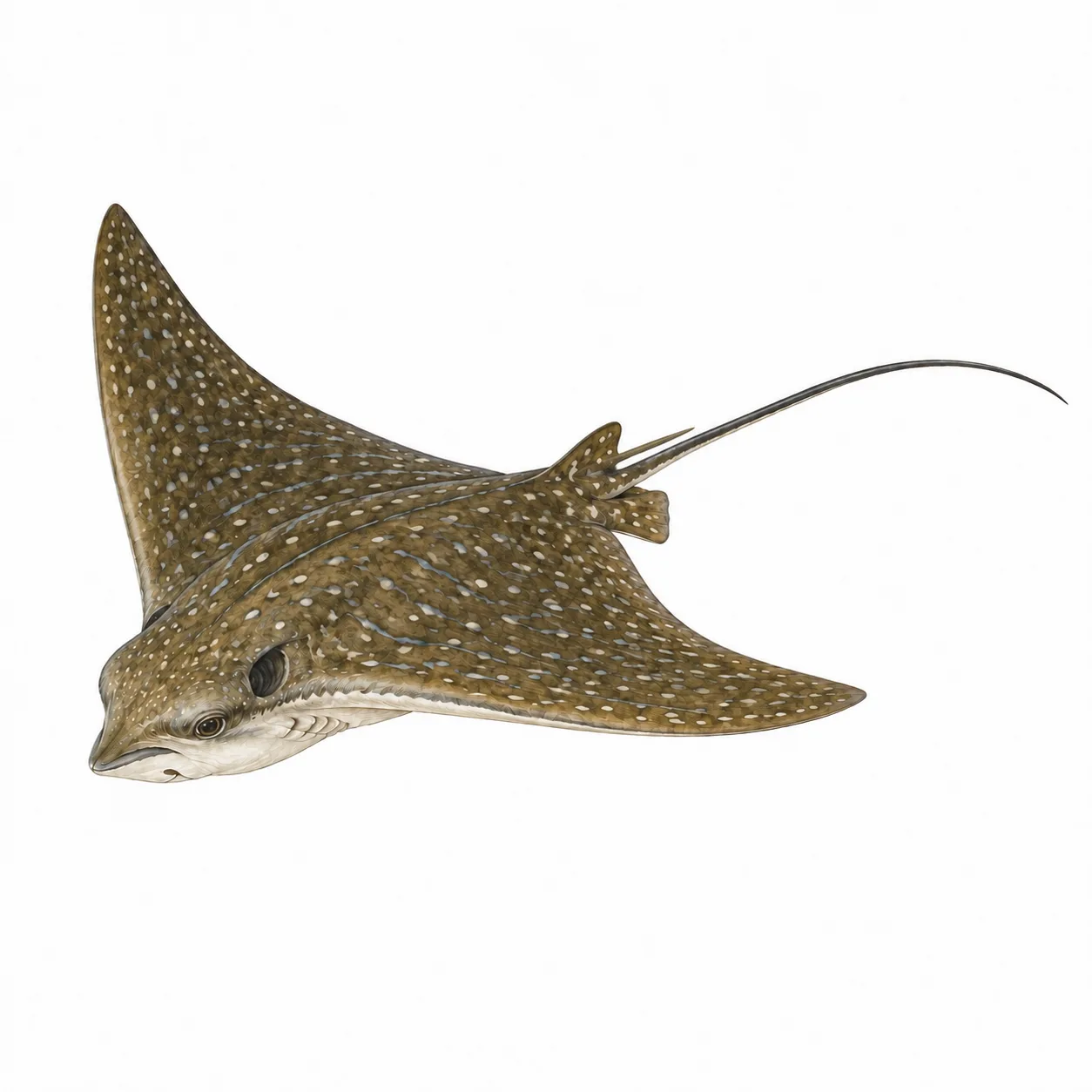 Southern Eagle Ray
