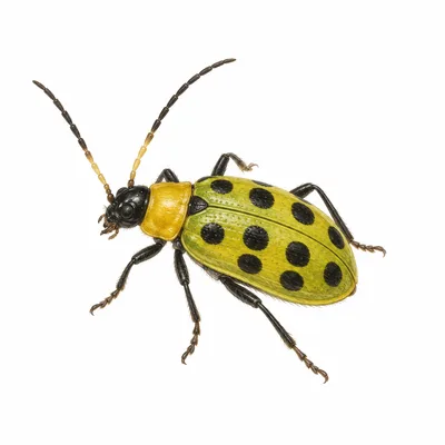 Spotted Cucumber Beetle