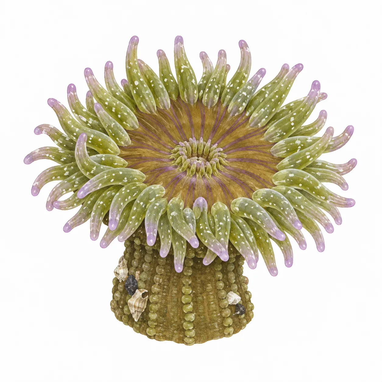 Anthopleura sola