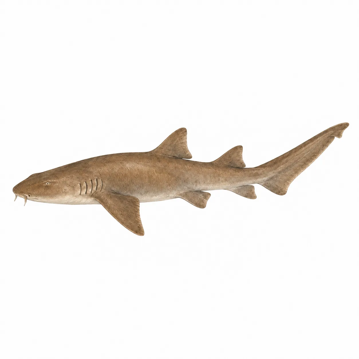 Tiburón Nodriza Leonado