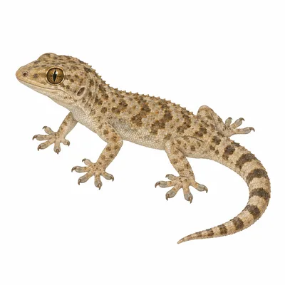 Tropical House Gecko
