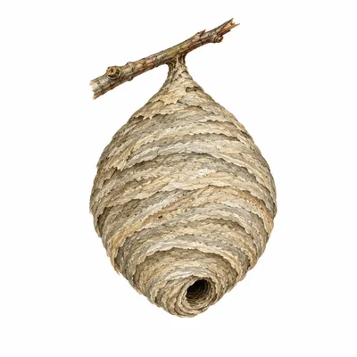 wasp nest