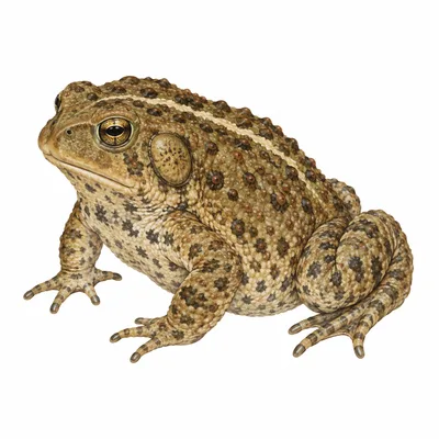 Western Toad