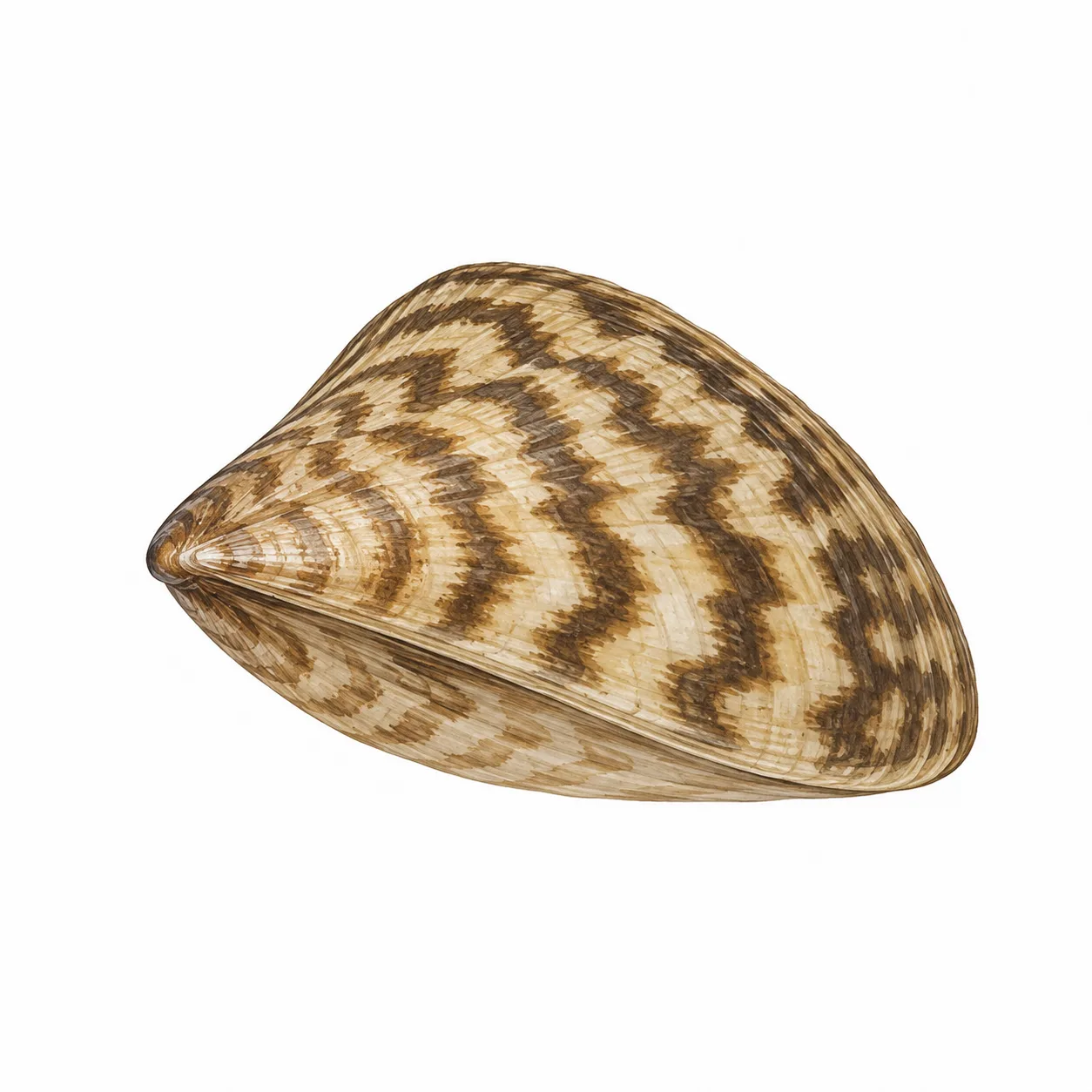 Zebra Mussel