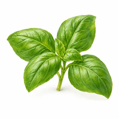 basil
