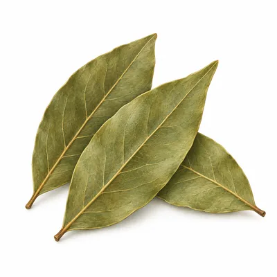 bay leaf