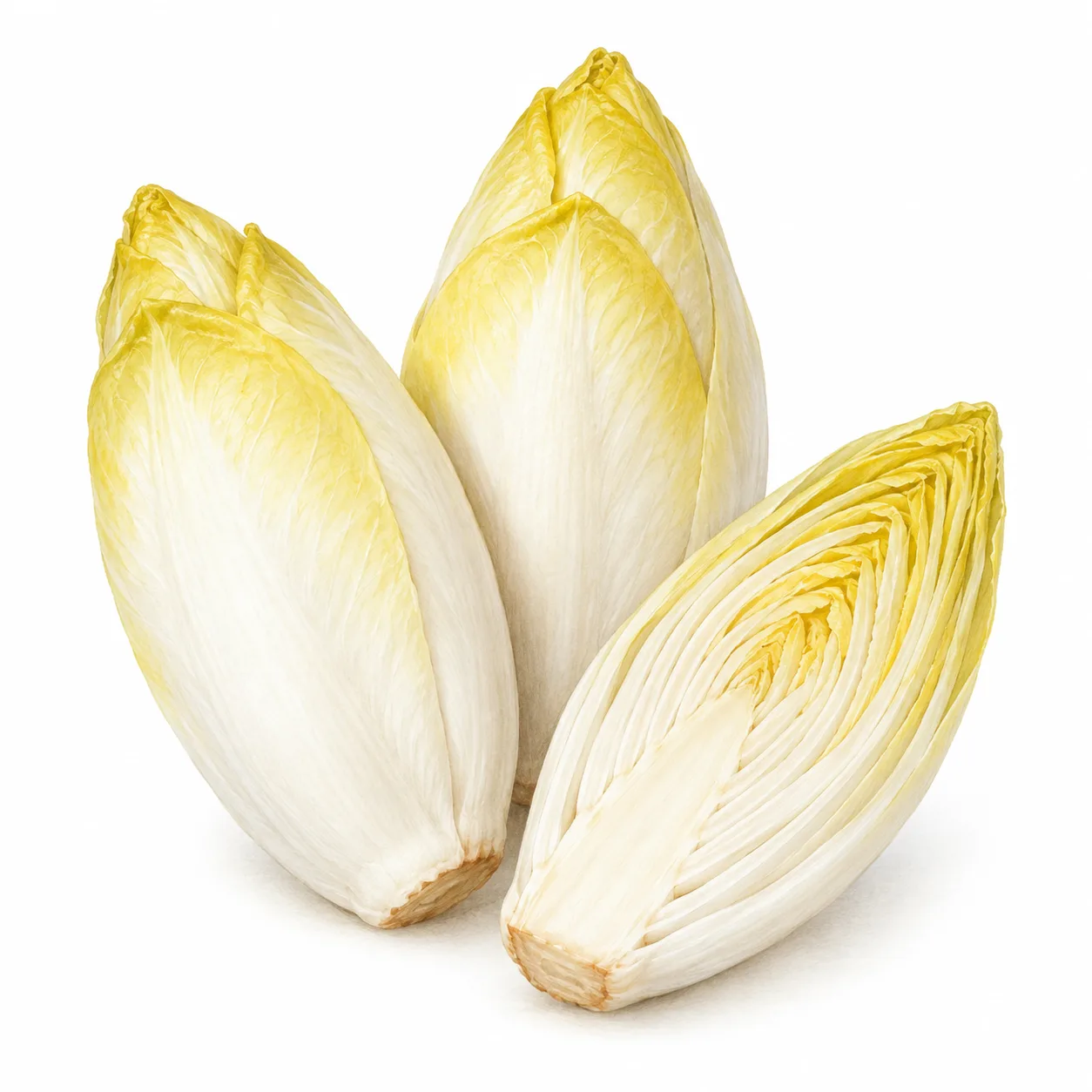 sikorisalat