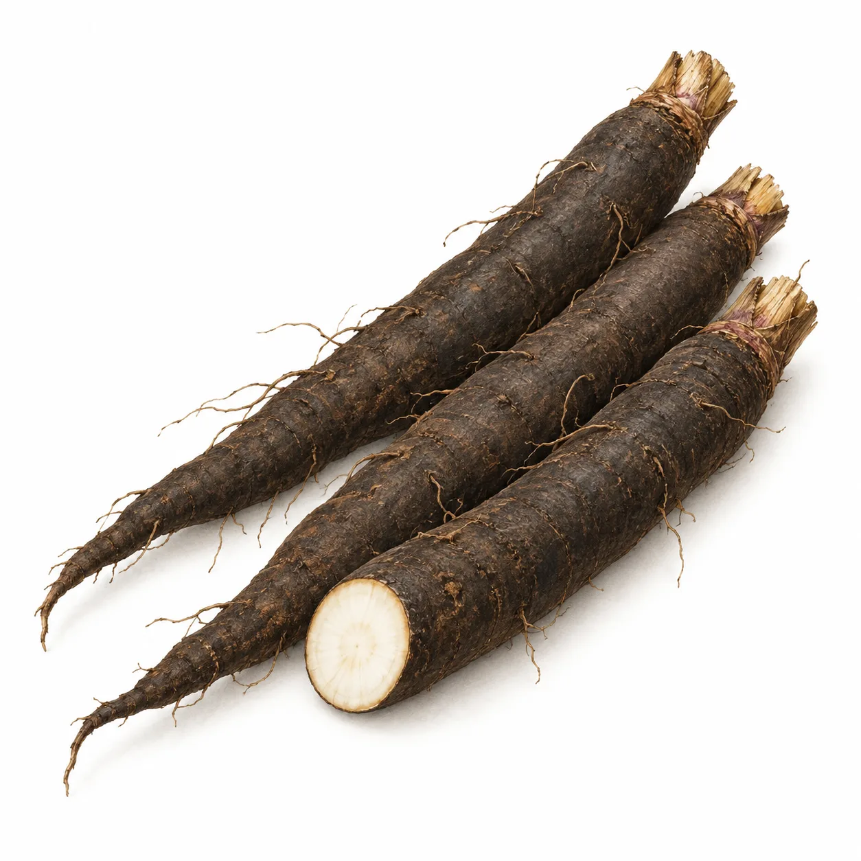 skorsonnerrot