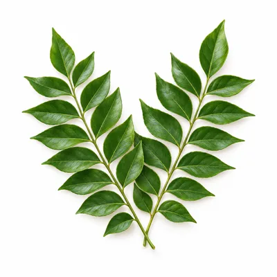 curry leaf