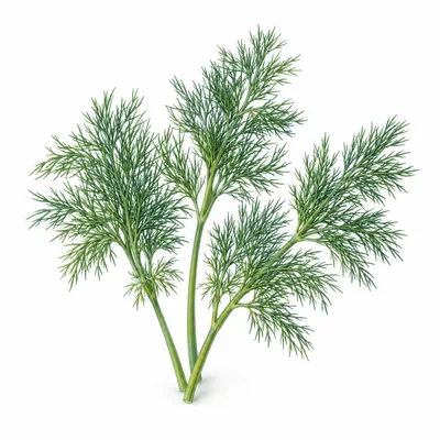 dill