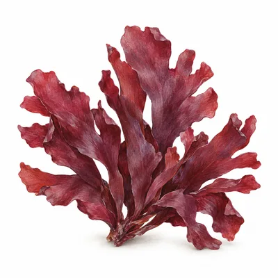dulse