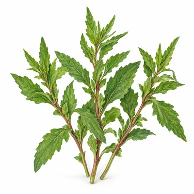 epazote