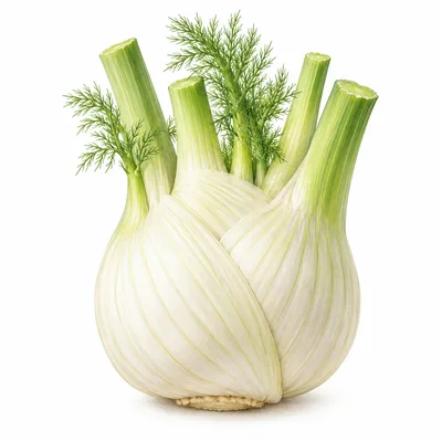 fennel