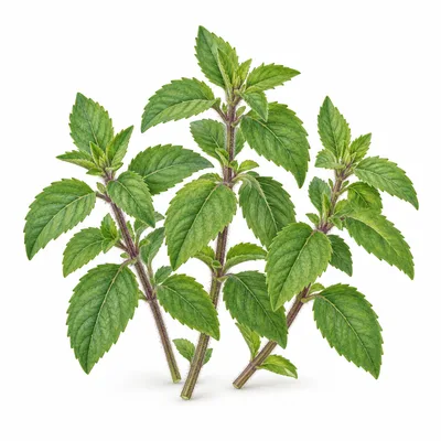 holy basil
