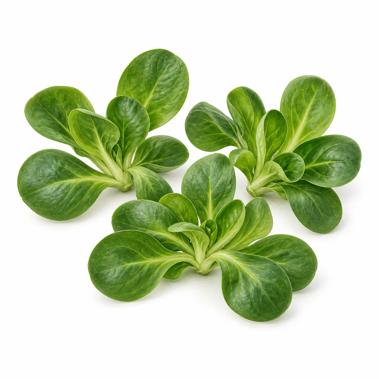lamb's lettuce