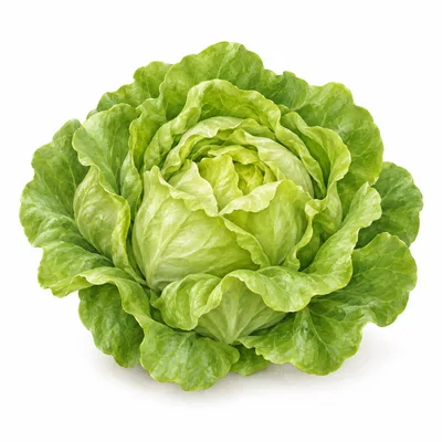 lettuce