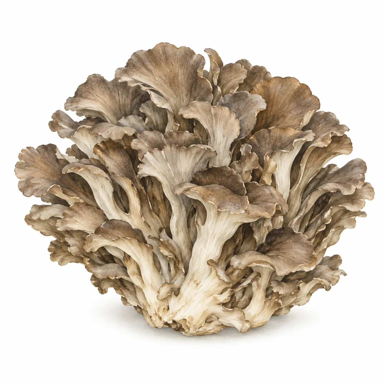 maitake
