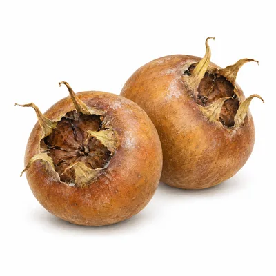 medlar