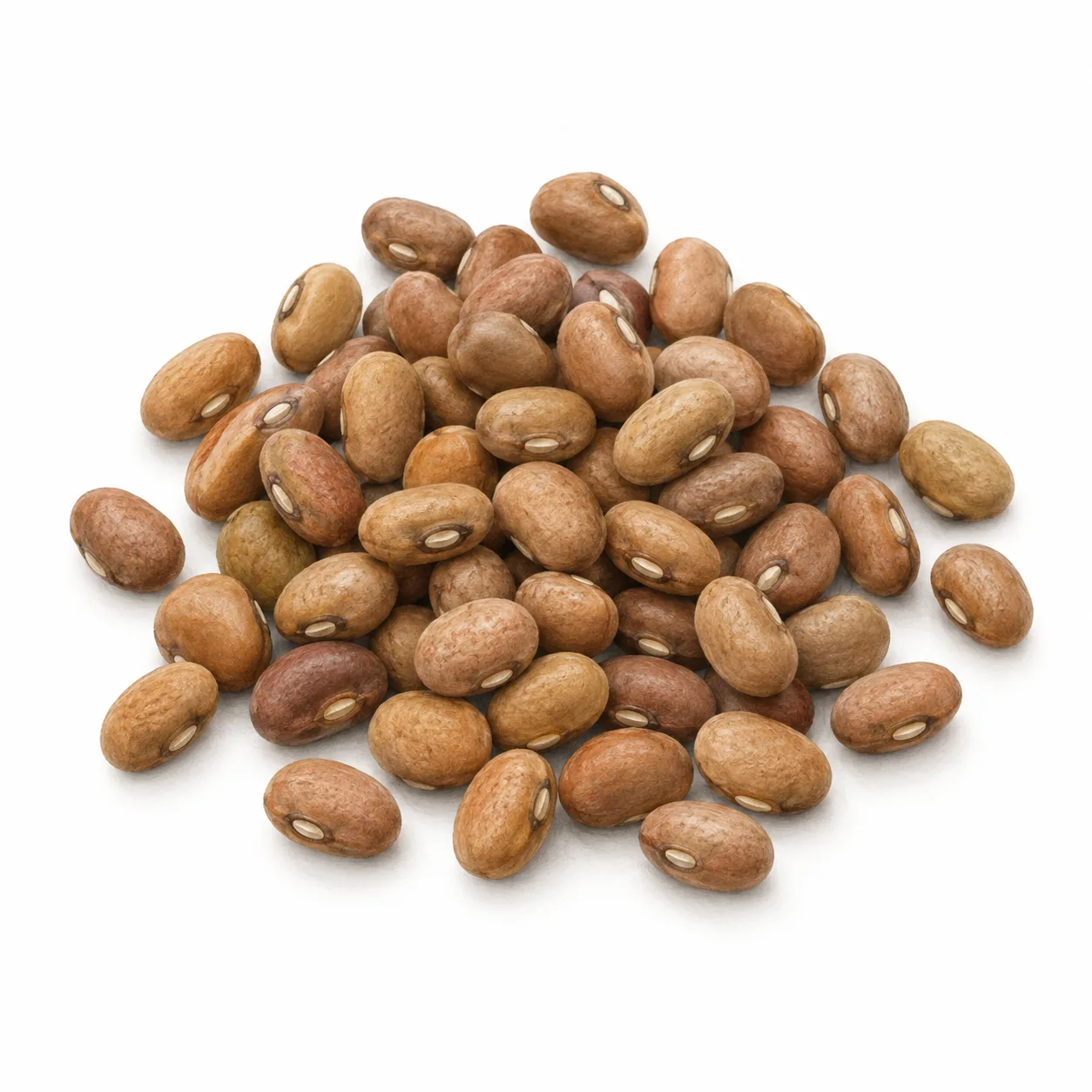 moth bean