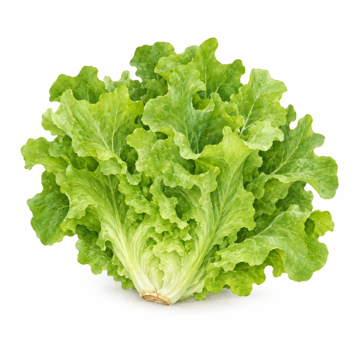 eikebladsalat