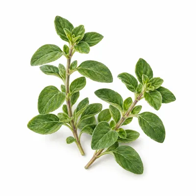 oregano