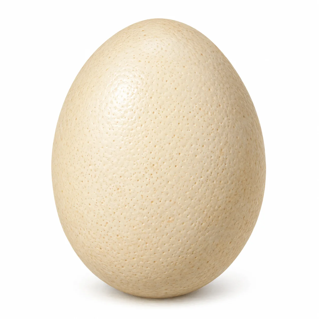 ostrich egg