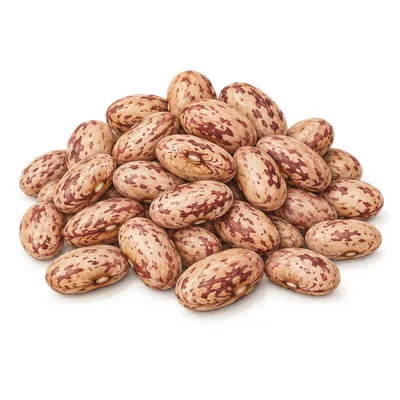 pinto bean