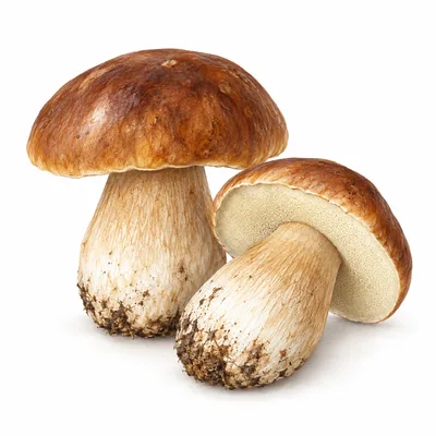 porcini