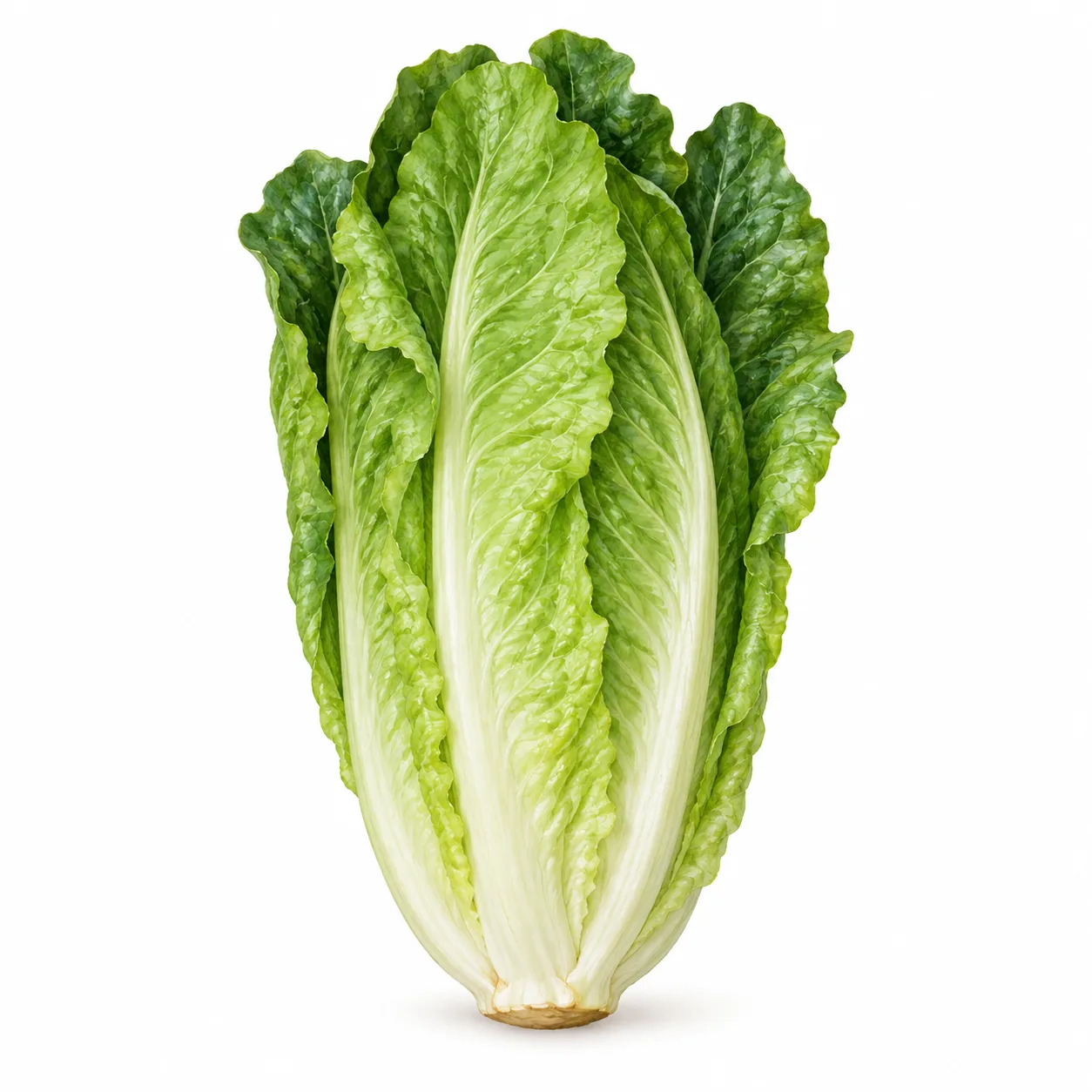 laitue romaine