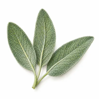 sage