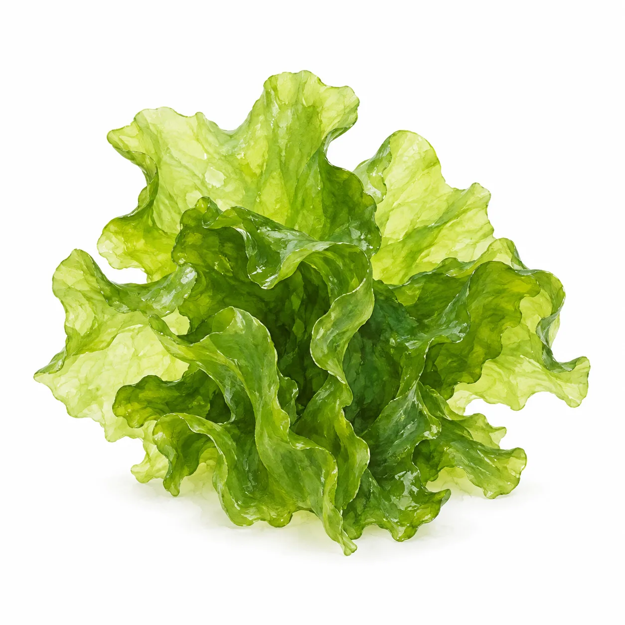 alga