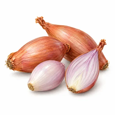 shallot