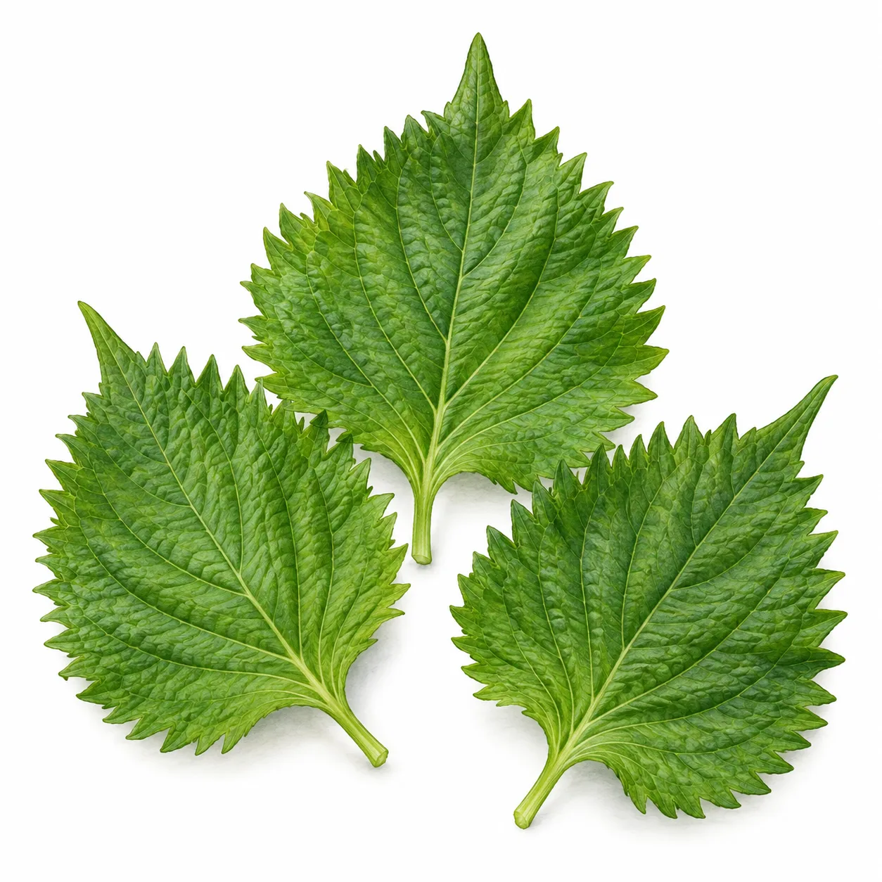 shiso